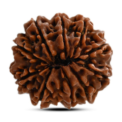 10 Mukhi Rudraksha (Nepal) 25.08 M.M.