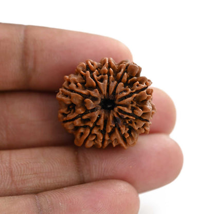 10 Mukhi Rudraksha (Nepal) 25.08 M.M.