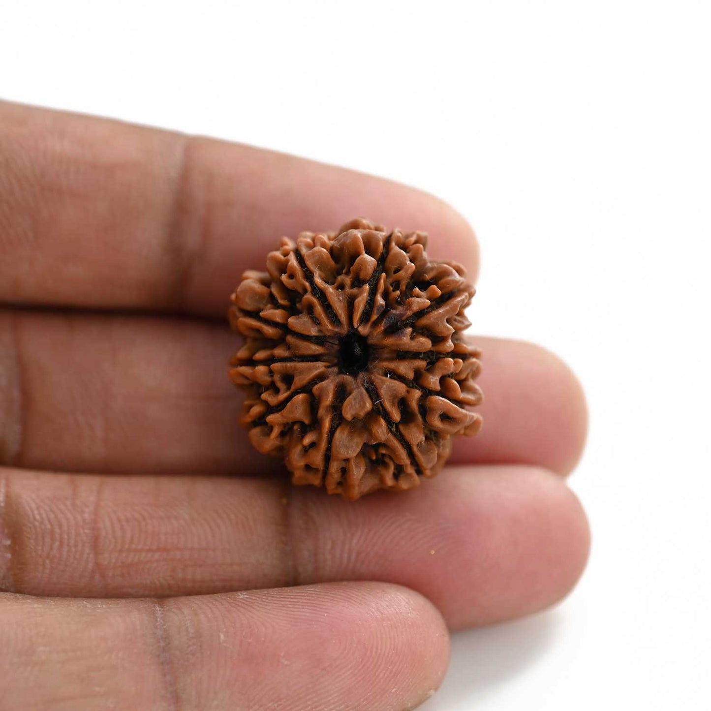 10 Mukhi Rudraksha (Nepal) 25.08 M.M.