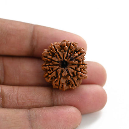 10 Mukhi Rudraksha (Nepal) 25.08 M.M.