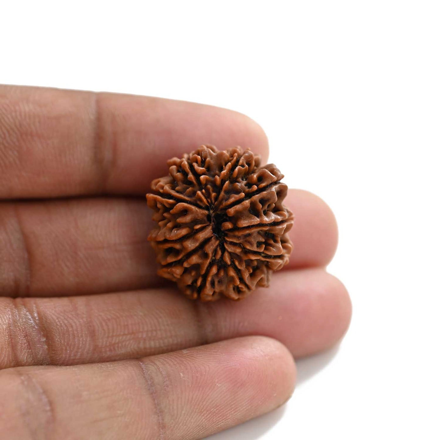 10 Mukhi Rudraksha (Nepal) 25.08 M.M.