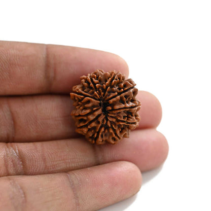 10 Mukhi Rudraksha (Nepal) 25.08 M.M.