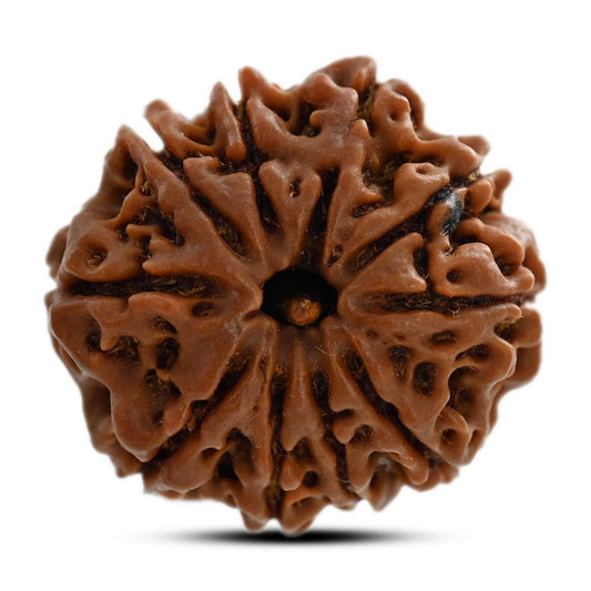 10 Mukhi Rudraksha (Nepal) 25.31 M.M.