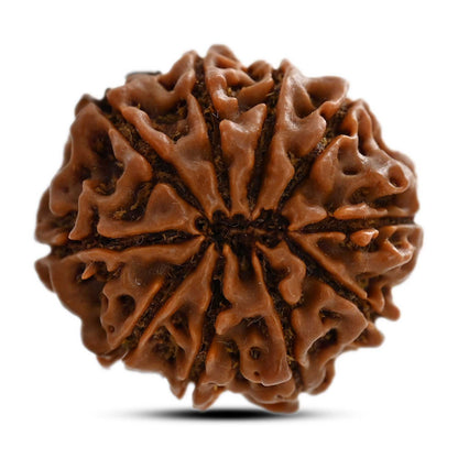 10 Mukhi Rudraksha (Nepal) 25.31 M.M.