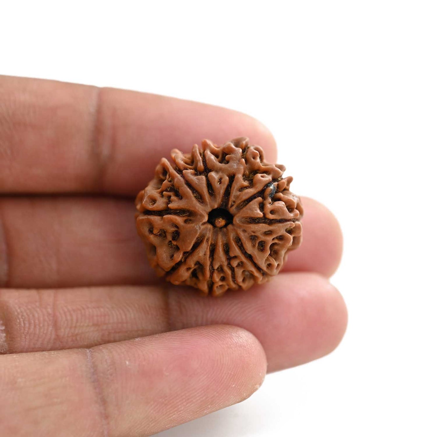 10 Mukhi Rudraksha (Nepal) 25.31 M.M.