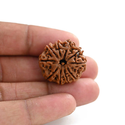10 Mukhi Rudraksha (Nepal) 25.31 M.M.