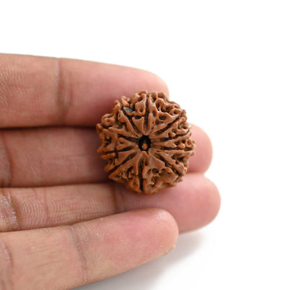 10 Mukhi Rudraksha (Nepal) 25.31 M.M.