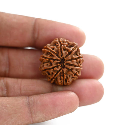 10 Mukhi Rudraksha (Nepal) 25.31 M.M.