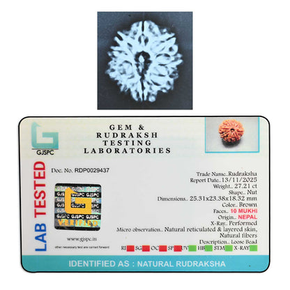 10 Mukhi Rudraksha (Nepal) 25.31 M.M.