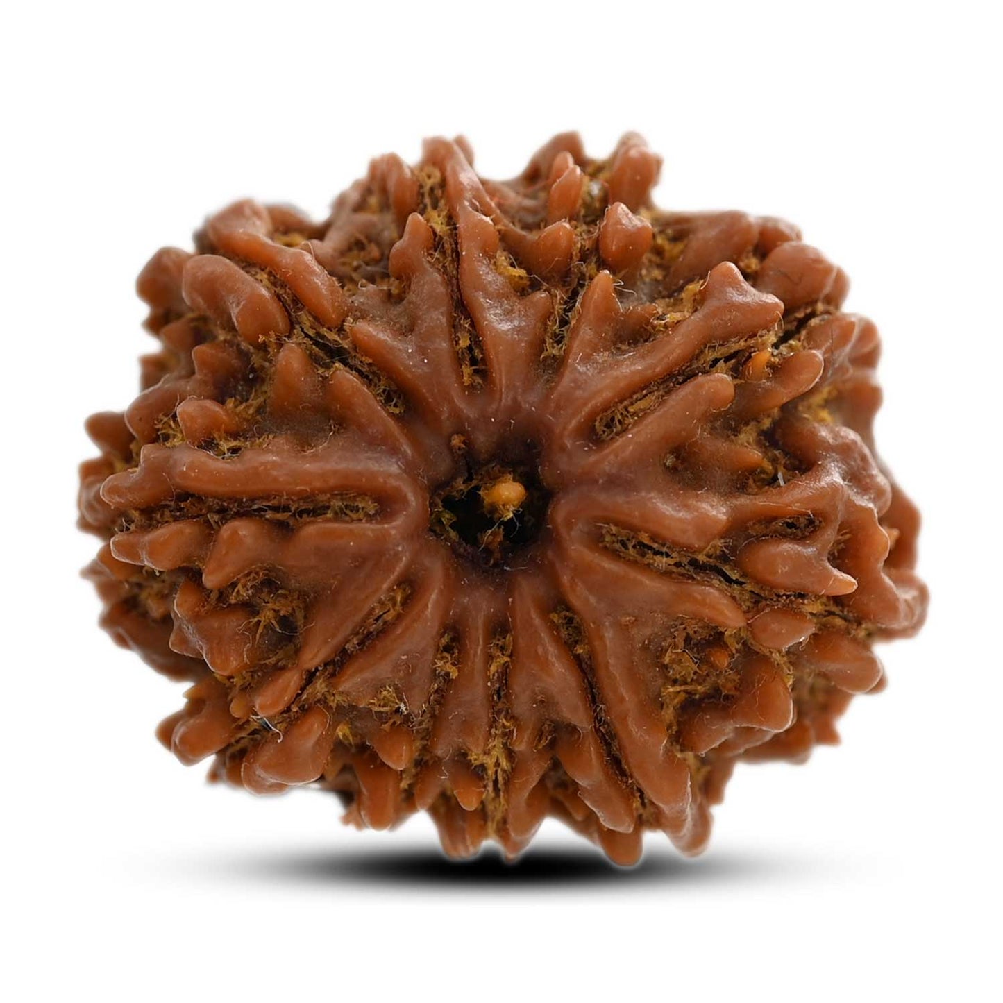 10 Mukhi Rudraksha (Nepal) 25.00 M.M.