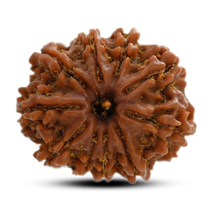 10 Mukhi Rudraksha (Nepal) 25.00 M.M.