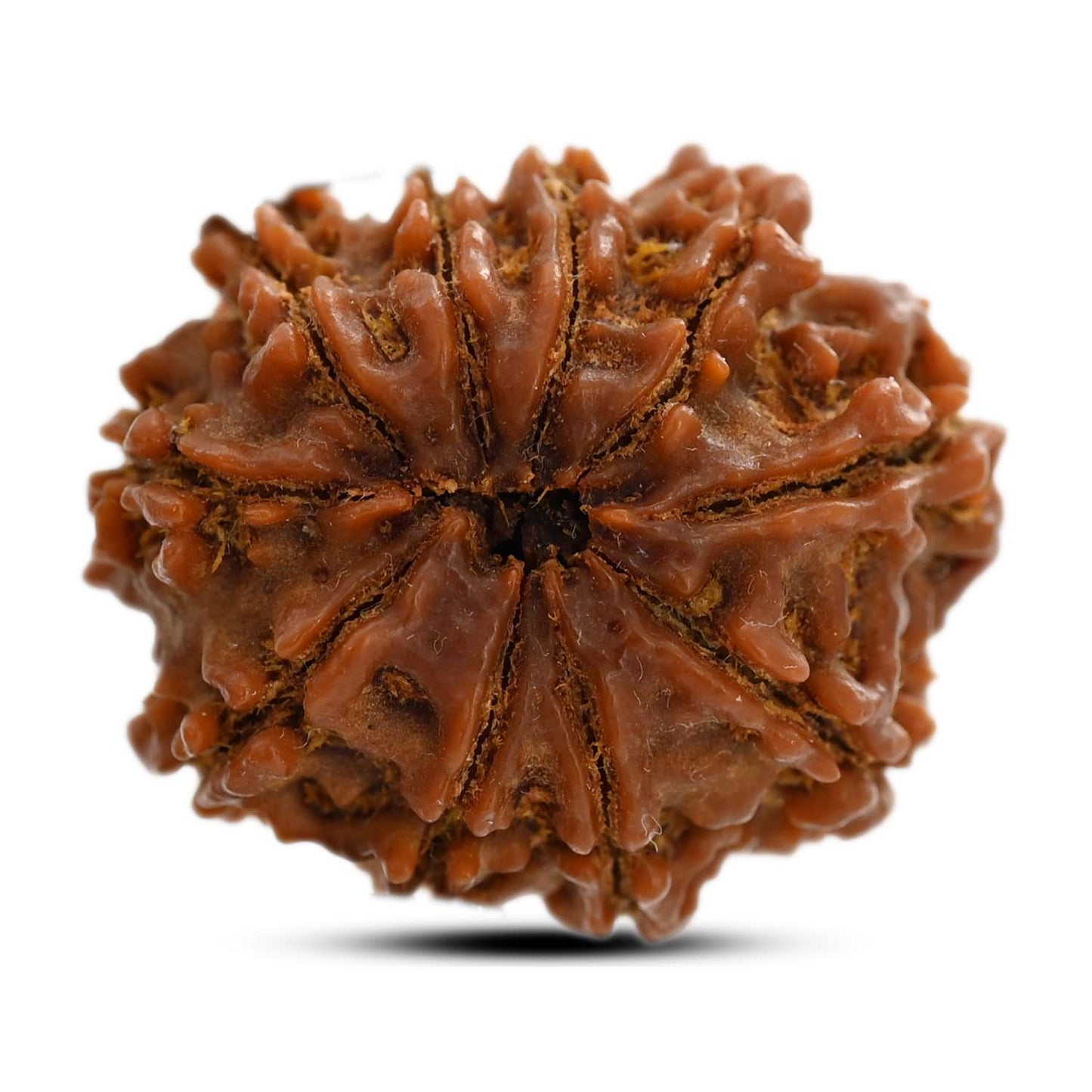 10 Mukhi Rudraksha (Nepal) 25.00 M.M.