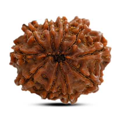 10 Mukhi Rudraksha (Nepal) 25.00 M.M.