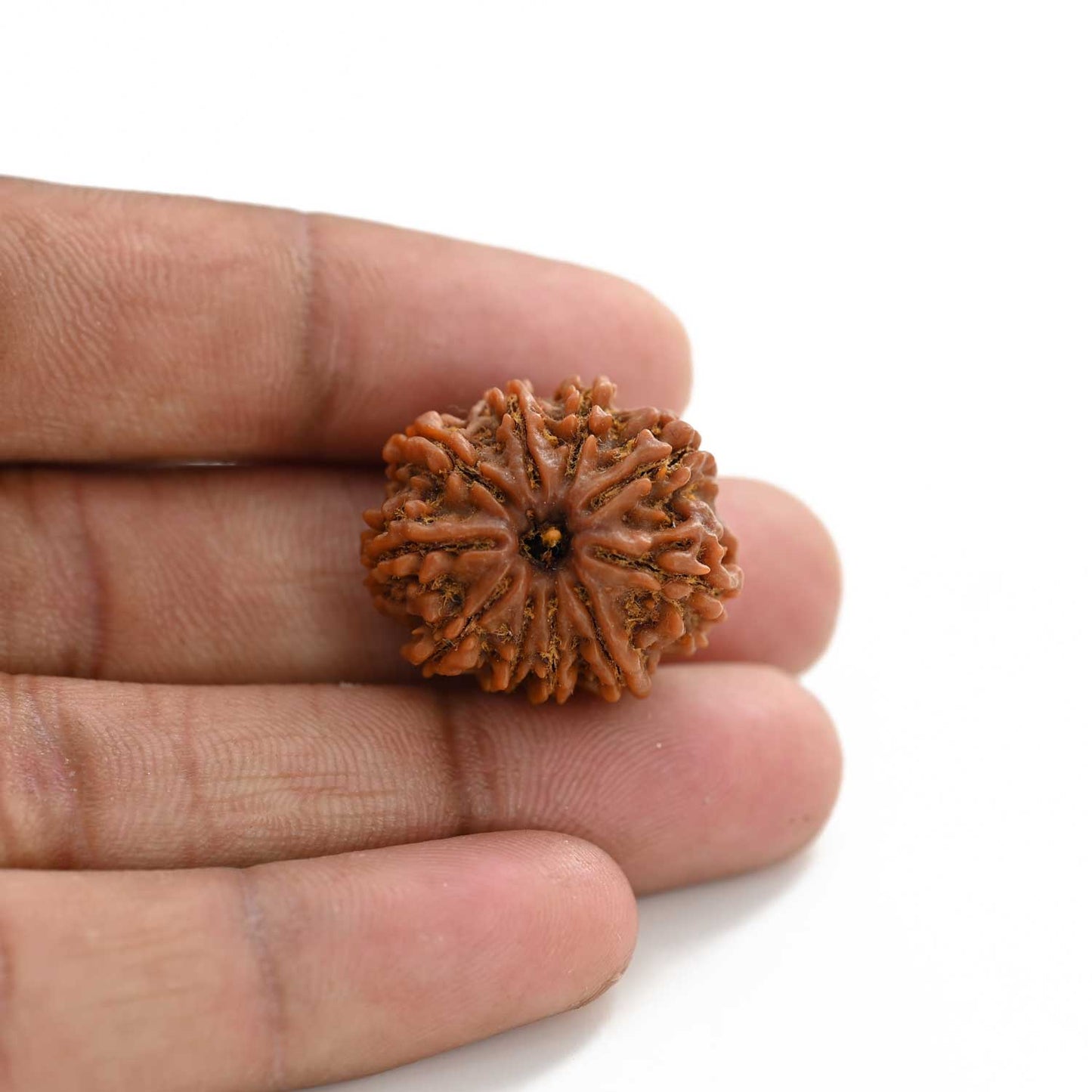 10 Mukhi Rudraksha (Nepal) 25.00 M.M.