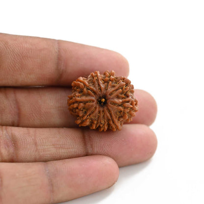 10 Mukhi Rudraksha (Nepal) 25.00 M.M.