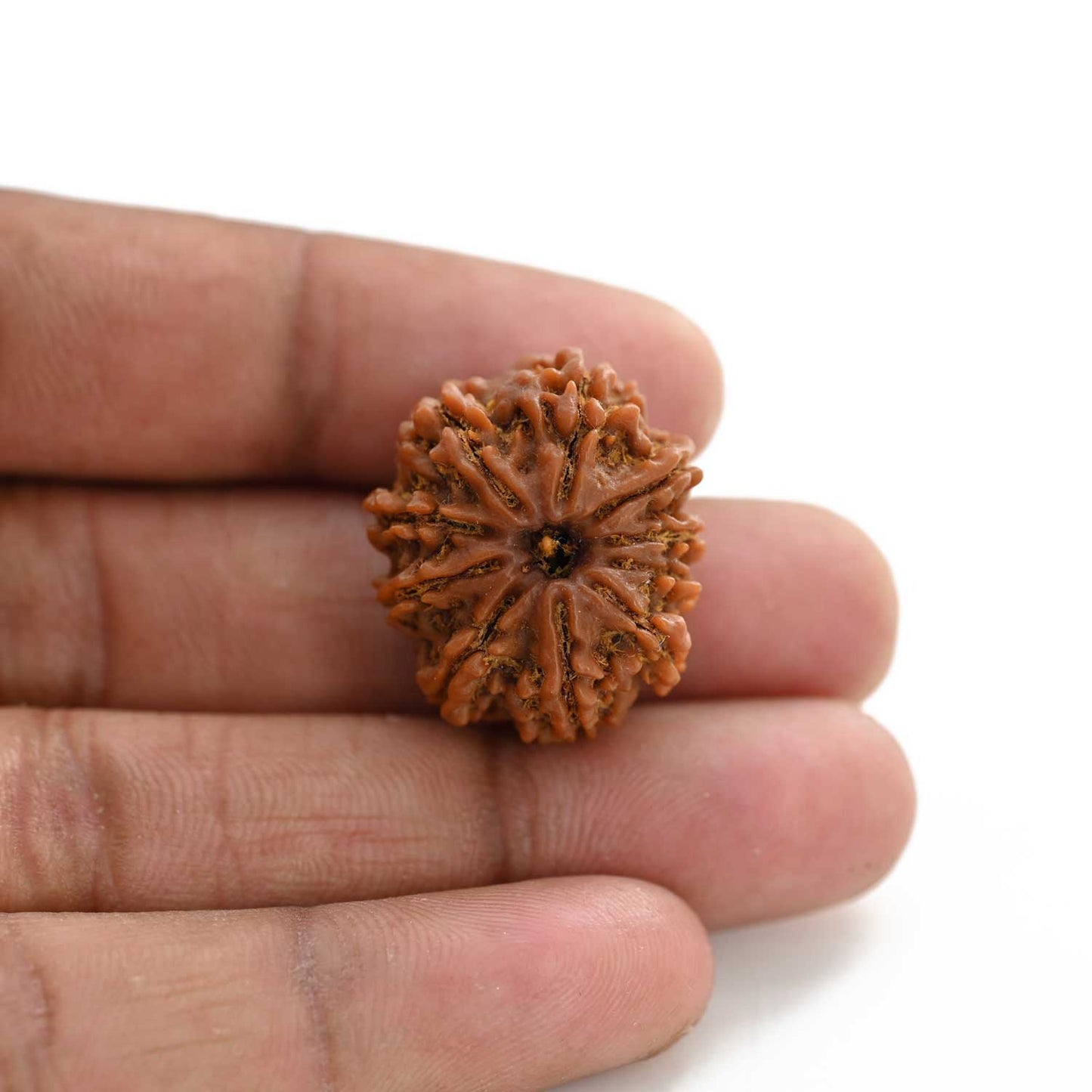 10 Mukhi Rudraksha (Nepal) 25.00 M.M.