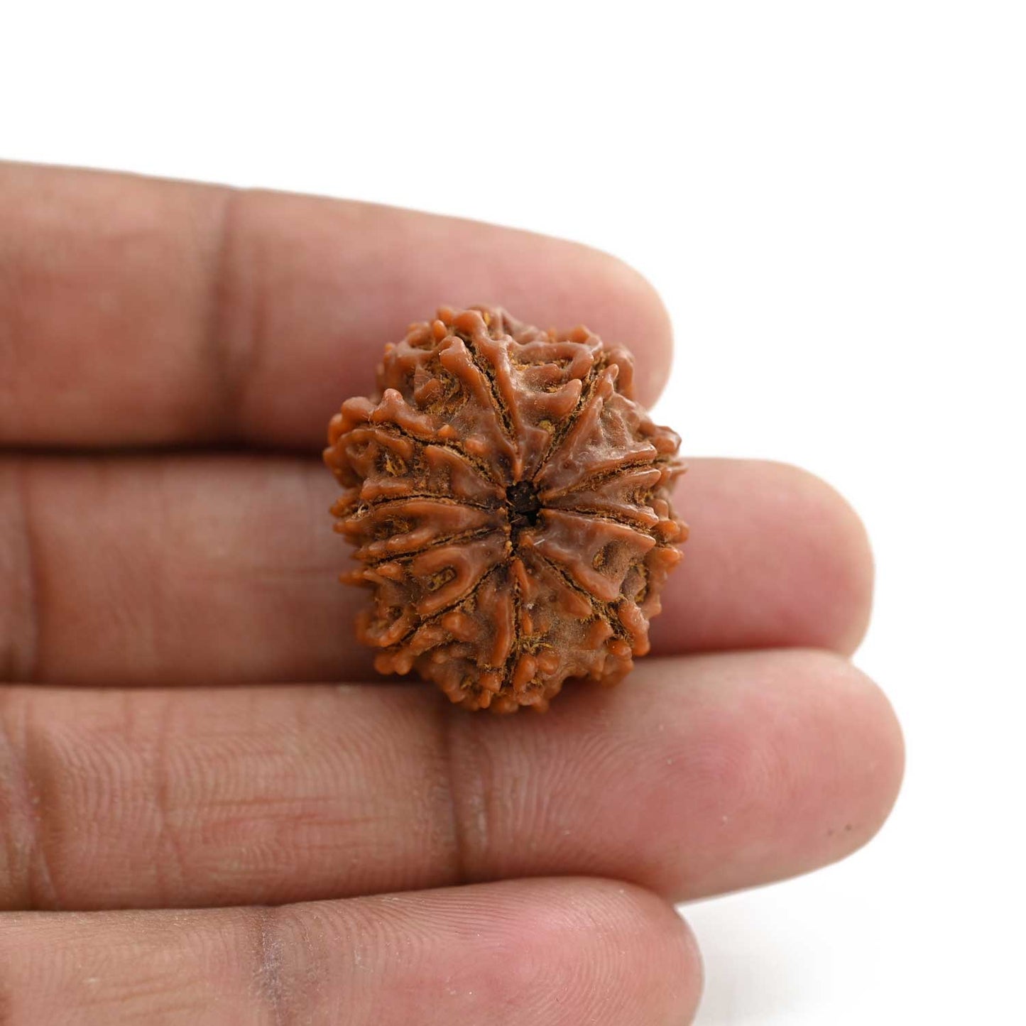 10 Mukhi Rudraksha (Nepal) 25.00 M.M.