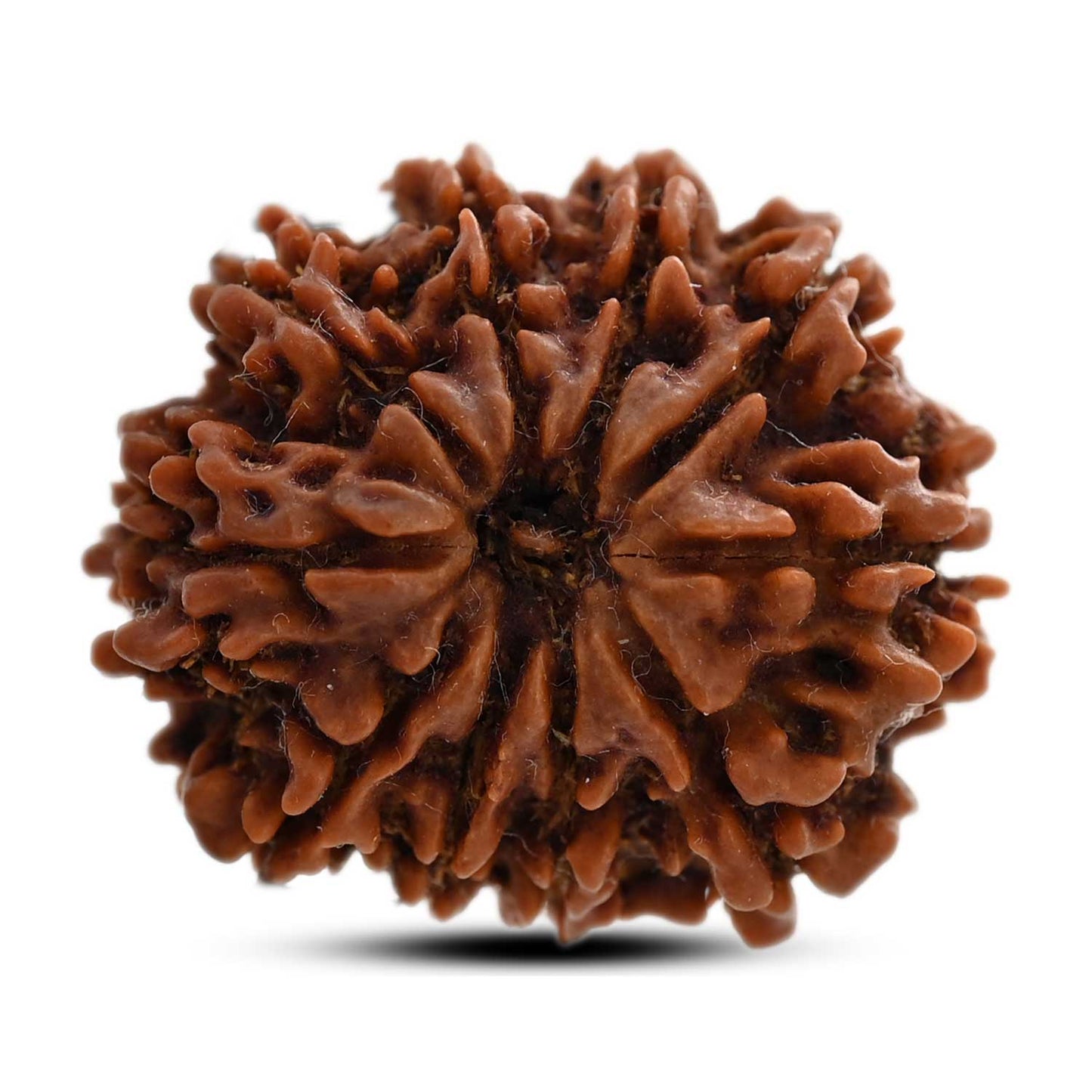 10 Mukhi Rudraksha (Nepal) 25.70 M.M.