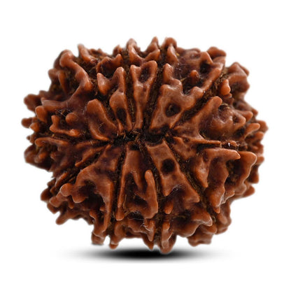 10 Mukhi Rudraksha (Nepal) 25.70 M.M.
