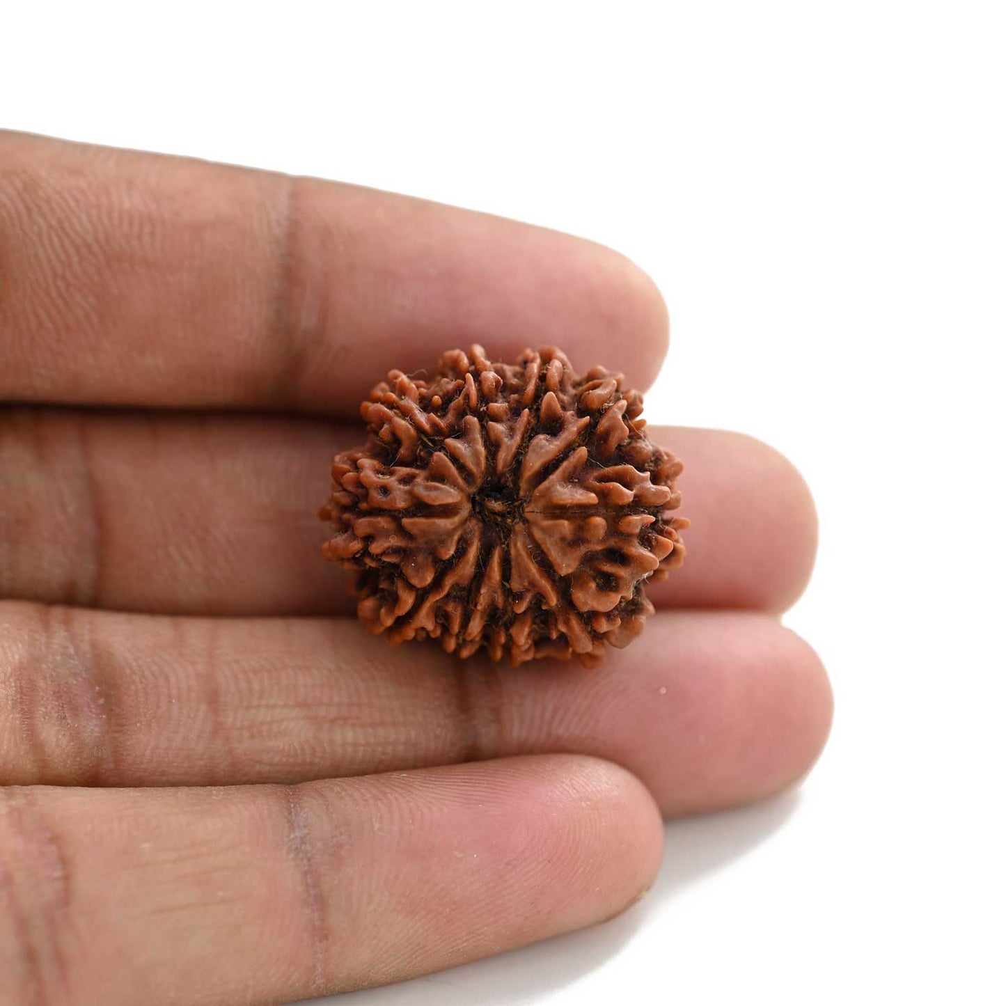 10 Mukhi Rudraksha (Nepal) 25.70 M.M.