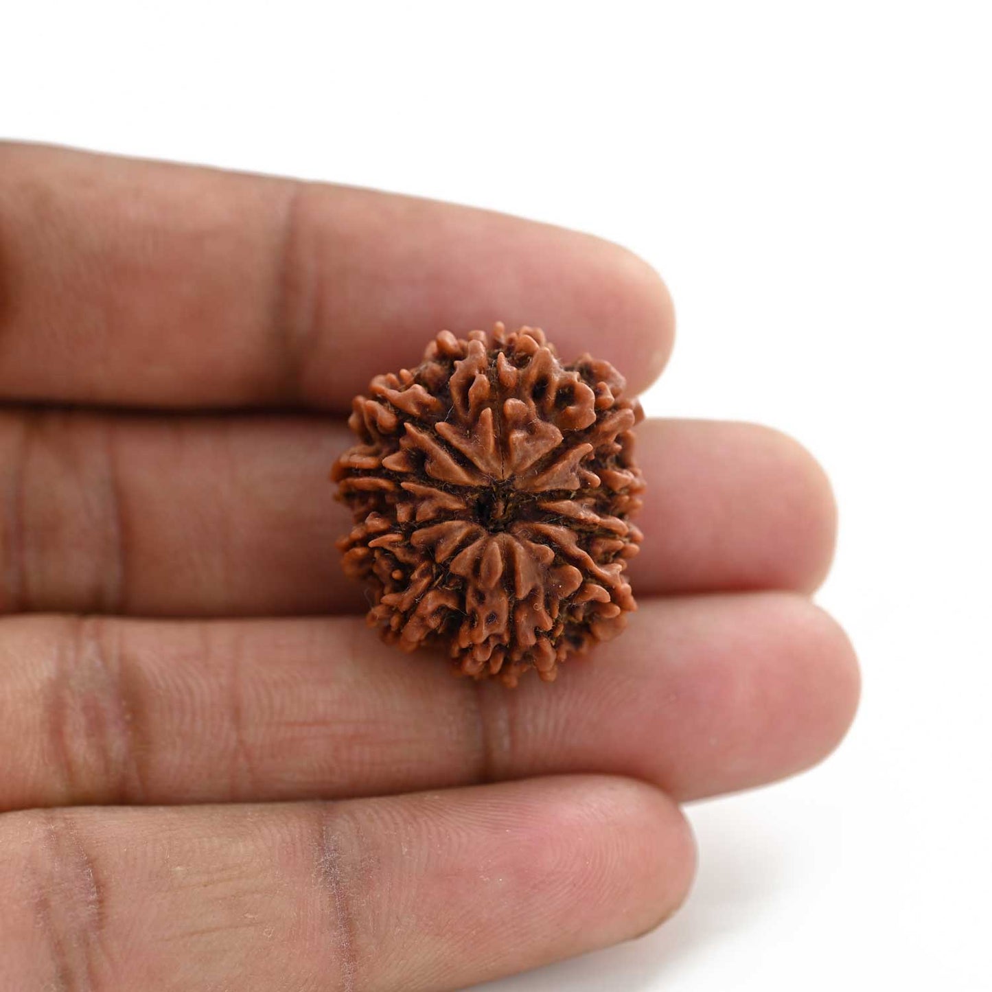 10 Mukhi Rudraksha (Nepal) 25.70 M.M.