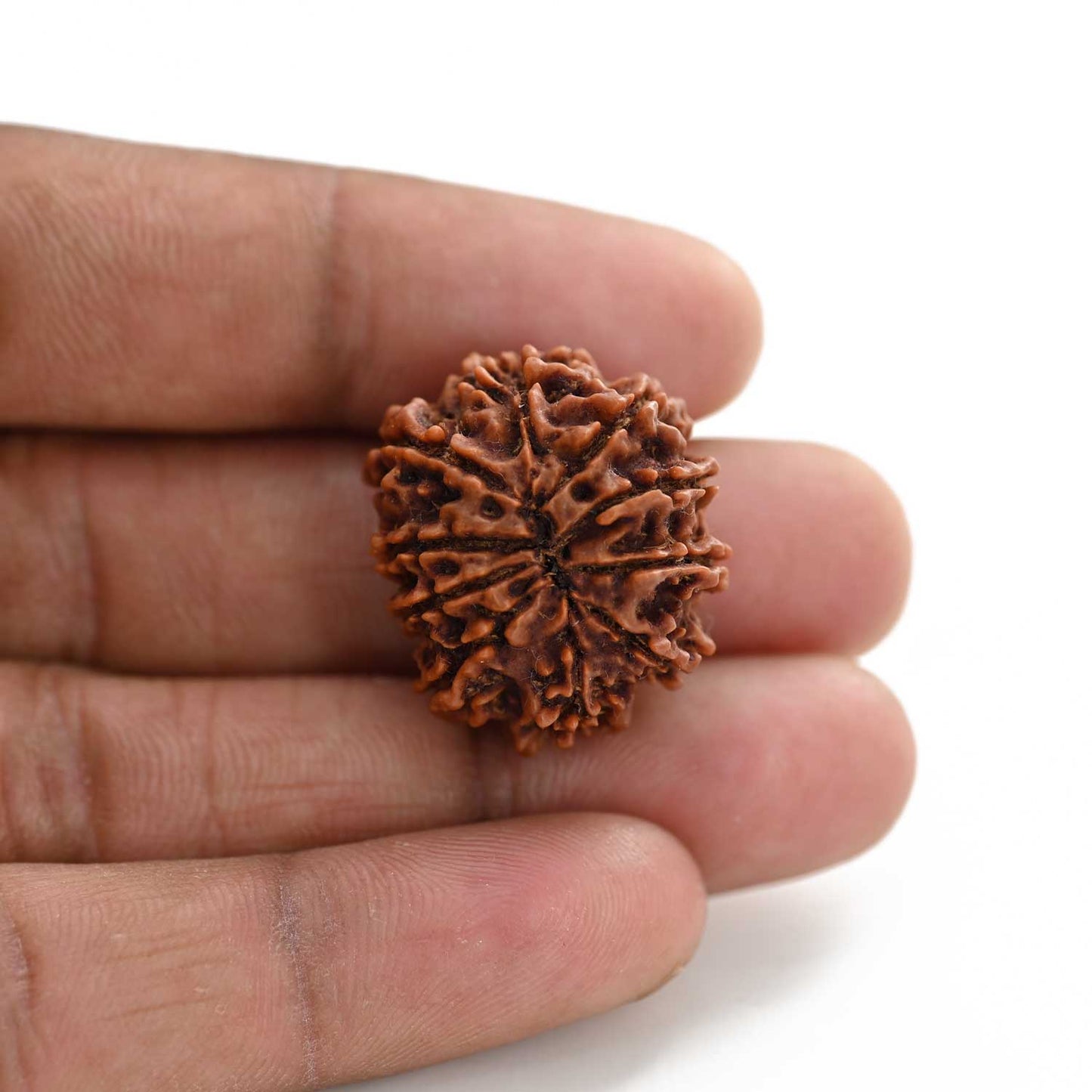 10 Mukhi Rudraksha (Nepal) 25.70 M.M.