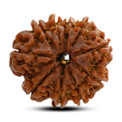 10 Mukhi Rudraksha (Nepal) 24.88 M.M.
