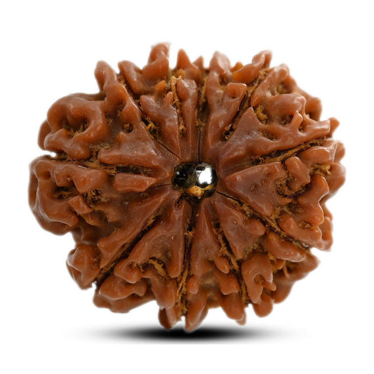 10 Mukhi Rudraksha (Nepal) 24.88 M.M.