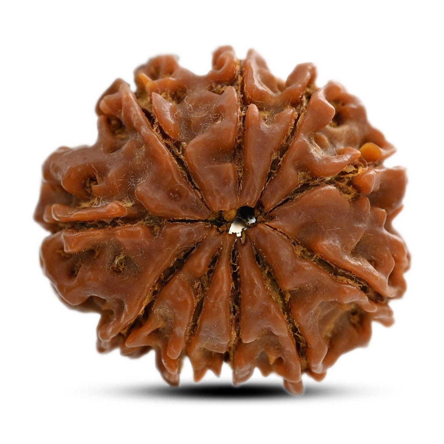 10 Mukhi Rudraksha (Nepal) 24.88 M.M.