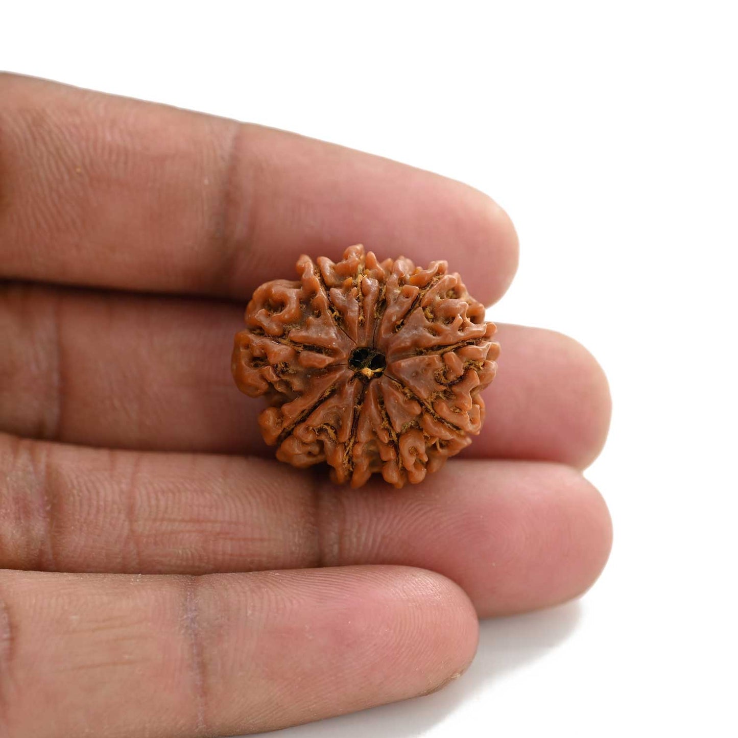 10 Mukhi Rudraksha (Nepal) 24.88 M.M.