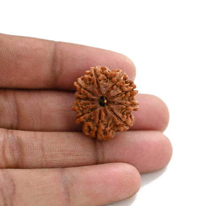 10 Mukhi Rudraksha (Nepal) 24.88 M.M.