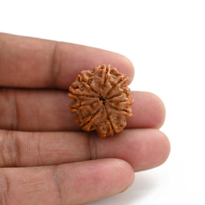 10 Mukhi Rudraksha (Nepal) 24.88 M.M.