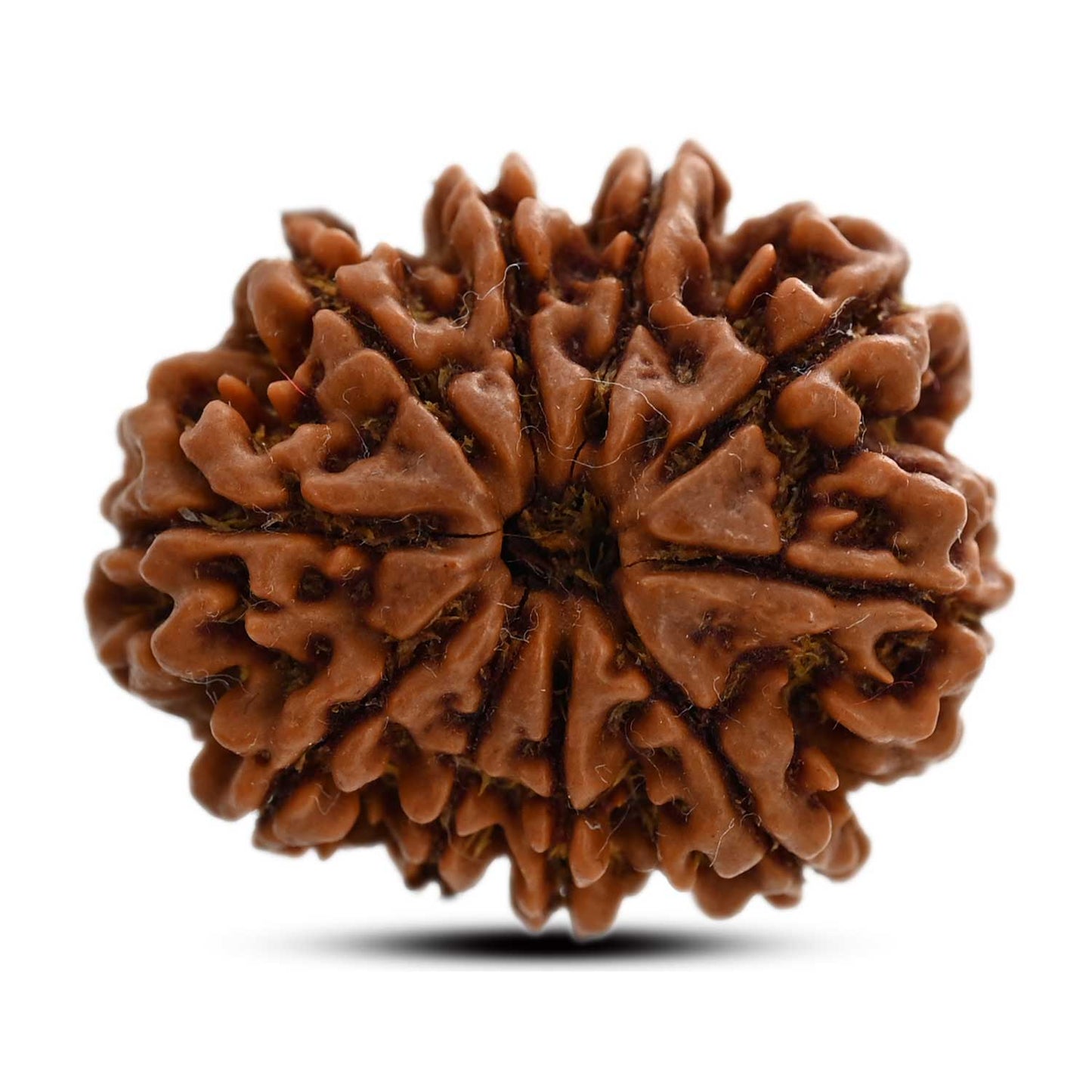 10 Mukhi Rudraksha (Nepal) 26.85 M.M.