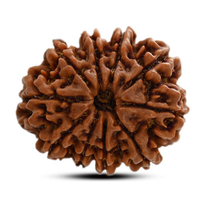 10 Mukhi Rudraksha (Nepal) 26.85 M.M.