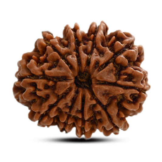 10 Mukhi Rudraksha (Nepal) 26.85 M.M.
