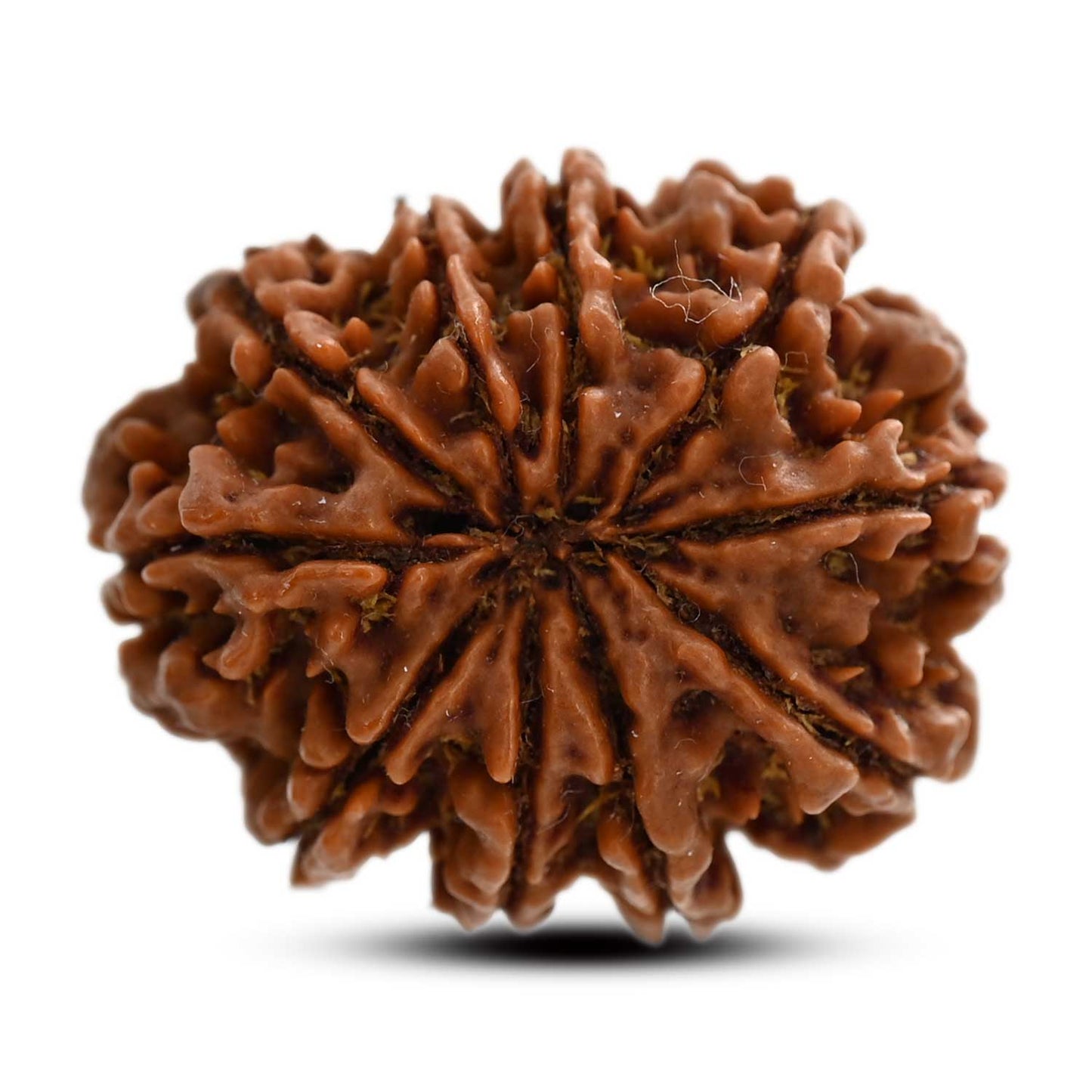 10 Mukhi Rudraksha (Nepal) 26.85 M.M.