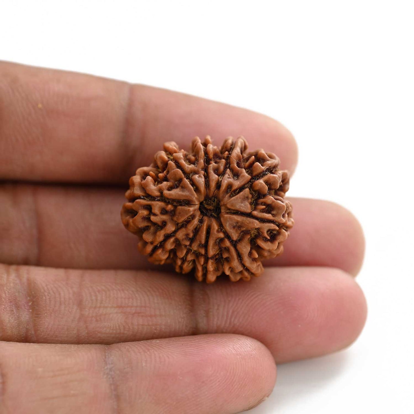 10 Mukhi Rudraksha (Nepal) 26.85 M.M.