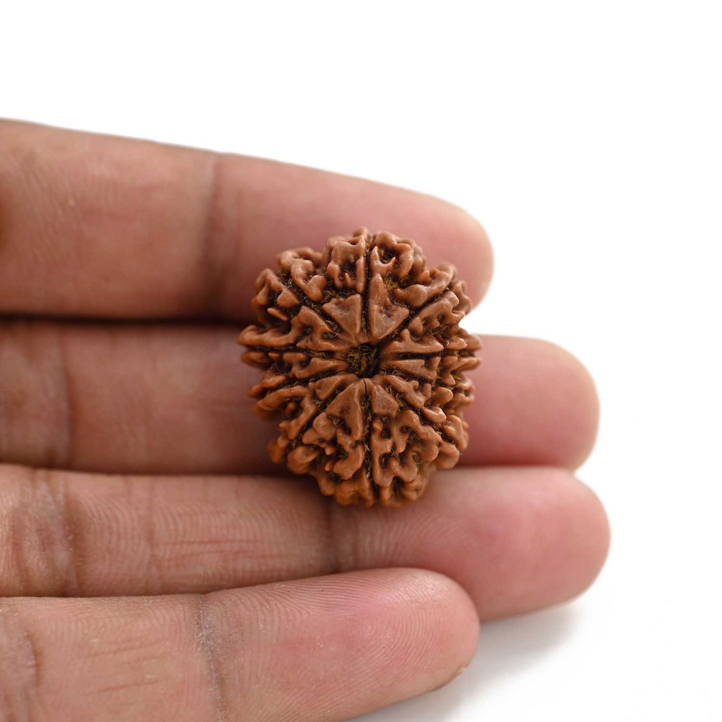 10 Mukhi Rudraksha (Nepal) 26.85 M.M.