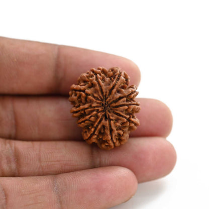 10 Mukhi Rudraksha (Nepal) 26.85 M.M.