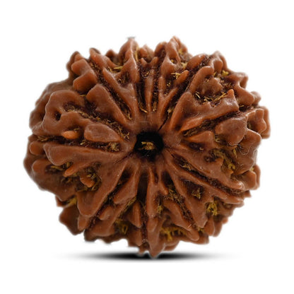 10 Mukhi Rudraksha (Nepal) 26.17 M.M.