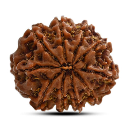 10 Mukhi Rudraksha (Nepal) 26.17 M.M.