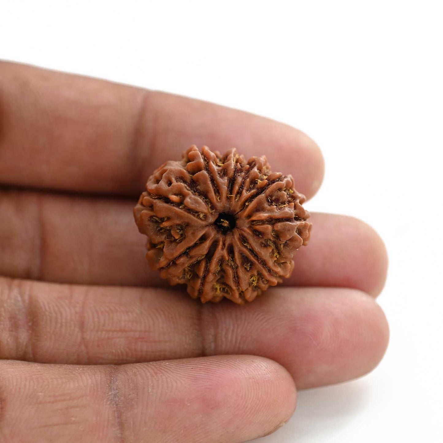 10 Mukhi Rudraksha (Nepal) 26.17 M.M.