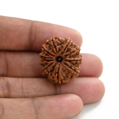 10 Mukhi Rudraksha (Nepal) 26.17 M.M.