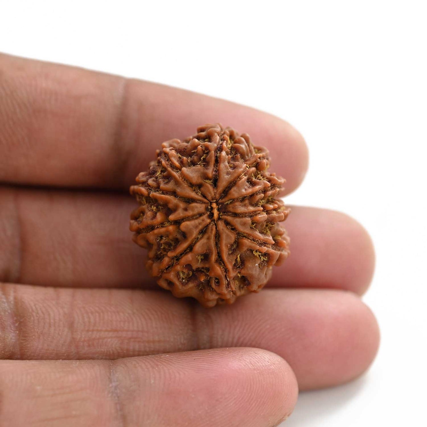 10 Mukhi Rudraksha (Nepal) 26.17 M.M.