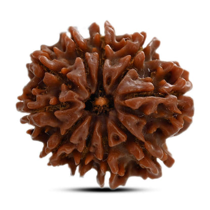 10 Mukhi Rudraksha (Nepal) 26.35 M.M.