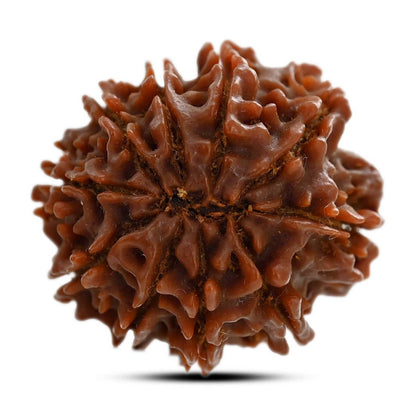 10 Mukhi Rudraksha (Nepal) 26.35 M.M.
