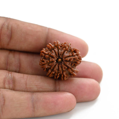 10 Mukhi Rudraksha (Nepal) 26.35 M.M.
