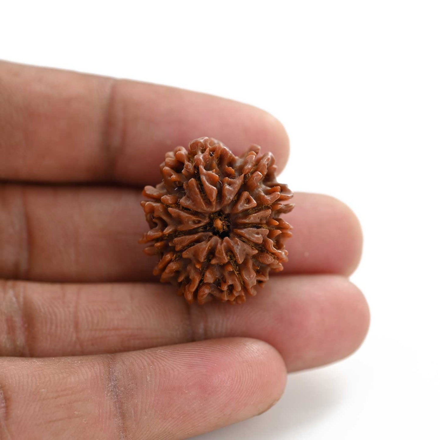 10 Mukhi Rudraksha (Nepal) 26.35 M.M.
