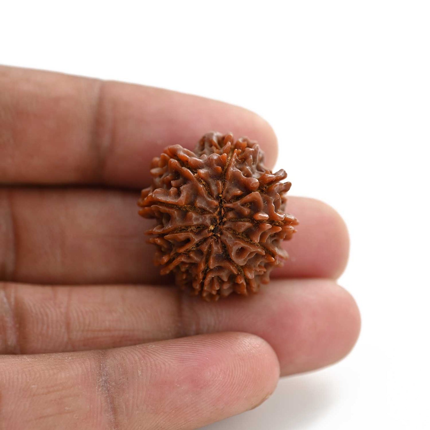 10 Mukhi Rudraksha (Nepal) 26.35 M.M.