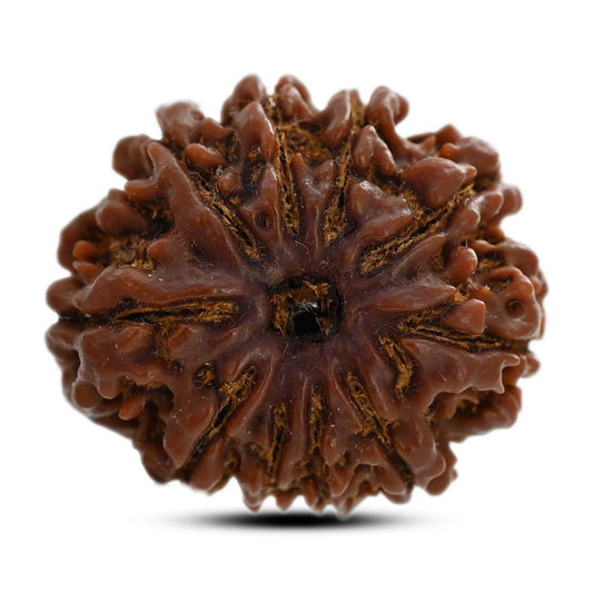 10 Mukhi Rudraksha (Nepal) 25.10 M.M.